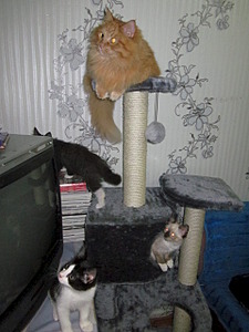 click for enlarge 1920 X 2560 375.5 Kb picture