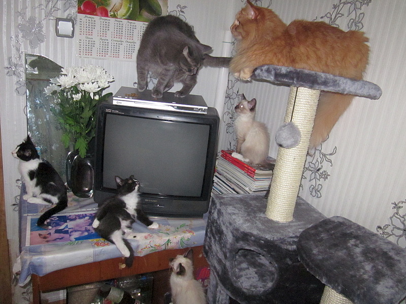 click for enlarge 1920 X 1440 693.3 Kb picture