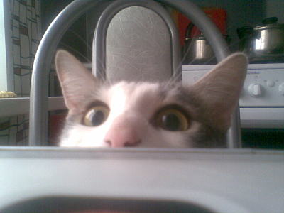 click for enlarge 1600 X 1200 175.0 Kb picture