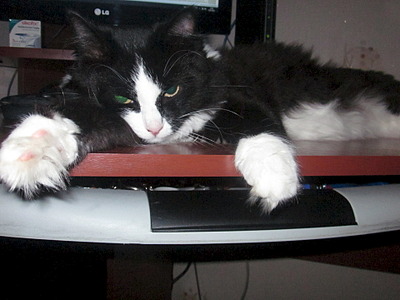 click for enlarge 1920 X 1440 594.2 Kb picture