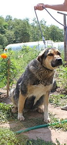 click for enlarge 639 X 1382 636.0 Kb picture