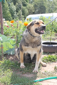 click for enlarge 1382 X 2074 437.4 Kb picture