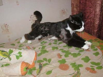 click for enlarge 604 X 453 48.4 Kb picture