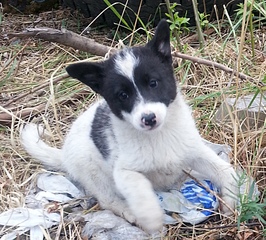 click for enlarge 1573 X 1419 912.9 Kb picture