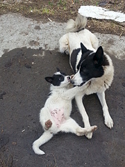 click for enlarge 1920 X 2560 537.8 Kb picture