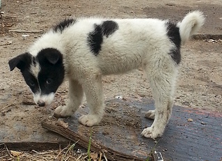 click for enlarge 1145 X 830 430.4 Kb picture