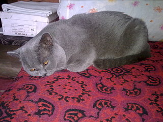 click for enlarge 1920 X 1440 465.9 Kb picture