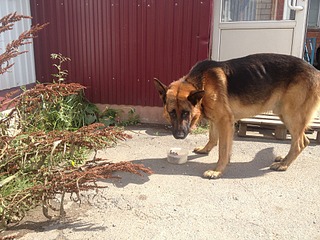 click for enlarge 1920 X 1440 969.1 Kb picture