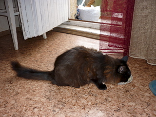 click for enlarge 1920 X 1440 305.7 Kb picture