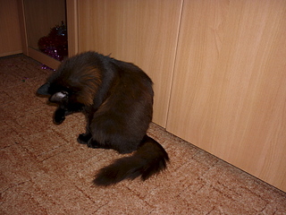 click for enlarge 1920 X 1440 242.8 Kb picture