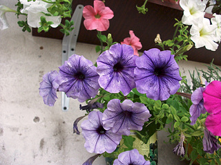 click for enlarge 1920 X 1440 943.6 Kb picture