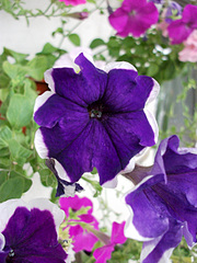 click for enlarge 1920 X 2560 386.1 Kb picture