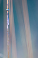 click for enlarge 664 X 1000 82.6 Kb picture