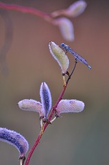click for enlarge 600 X 903 71.8 Kb picture