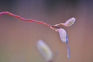 click for enlarge 1000 X 664 61.5 Kb picture