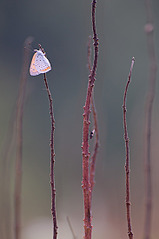 click for enlarge 731 X 1100 149.7 Kb picture