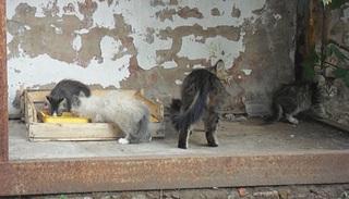 click for enlarge 1000 X 572 220.5 Kb picture