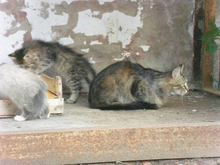 click for enlarge 1000 X 750 242.4 Kb picture