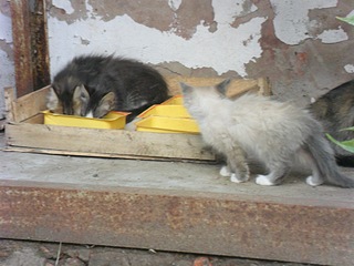 click for enlarge 1000 X 750 238.0 Kb picture