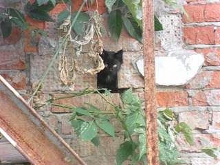 click for enlarge 1000 X 750 270.6 Kb picture