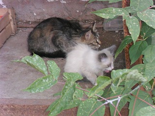 click for enlarge 1000 X 750 234.2 Kb picture