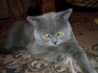 click for enlarge 1920 X 1440 310.2 Kb picture