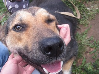 click for enlarge 604 X 453  58.1 Kb picture