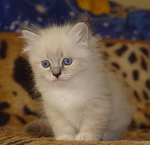 click for enlarge 792 X 768 47.2 Kb picture