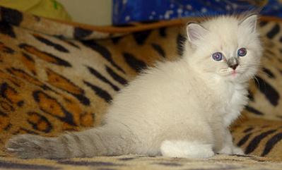 click for enlarge 1024 X 618 57.2 Kb picture