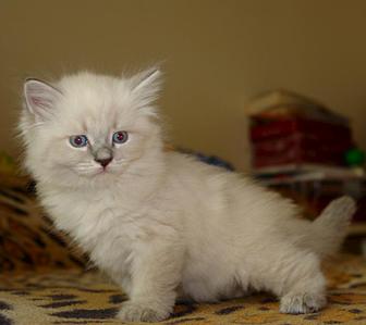 click for enlarge 862 X 768 43.2 Kb picture