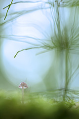 click for enlarge 800 X 1199 227.3 Kb picture