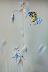 click for enlarge 801 X 1200 251.8 Kb picture