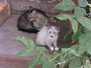 click for enlarge 1000 X 750 185.8 Kb picture