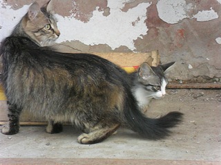 click for enlarge 1020 X 765 197.7 Kb picture