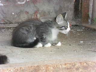 click for enlarge 1014 X 761 181.1 Kb picture