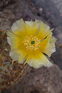 click for enlarge 681 X 1024 258.5 Kb picture