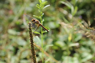 click for enlarge 1920 X 1280 321.8 Kb picture