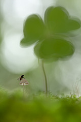 click for enlarge 800 X 1199 168.2 Kb picture