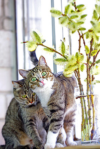 click for enlarge 1205 X 1795 331.2 Kb picture