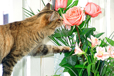 click for enlarge 1795 X 1205 418.9 Kb picture