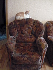 click for enlarge 1536 X 2048 201.3 Kb picture