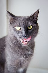 click for enlarge 402 X 604 35.3 Kb picture