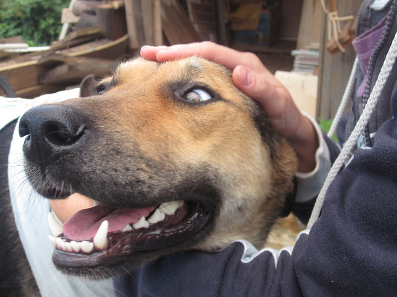 click for enlarge 1920 X 1440 548.9 Kb picture