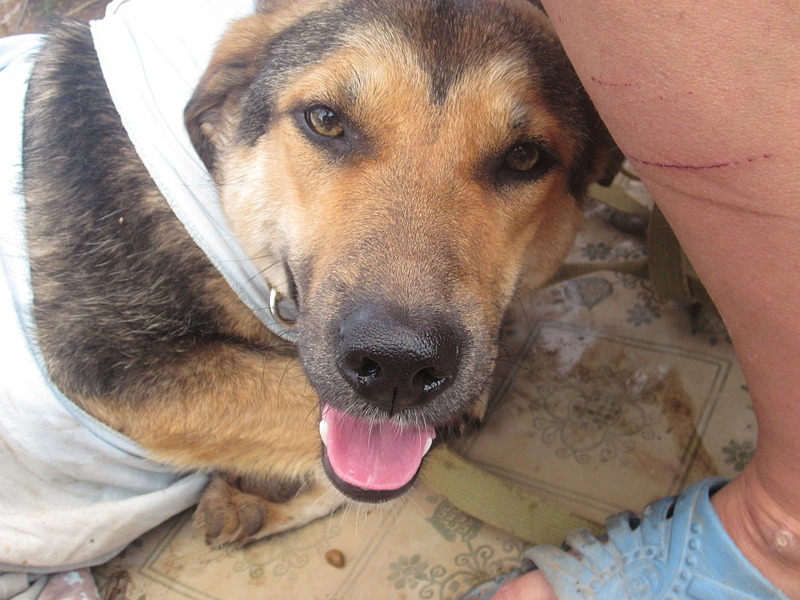 click for enlarge 1920 X 1440 617.7 Kb picture