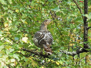 click for enlarge 1024 X 768 376.7 Kb picture