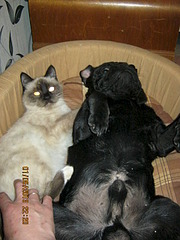 click for enlarge 1920 X 2560 375.0 Kb picture