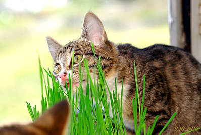 click for enlarge 1795 X 1205 272.3 Kb picture