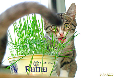 click for enlarge 1795 X 1205 291.7 Kb picture