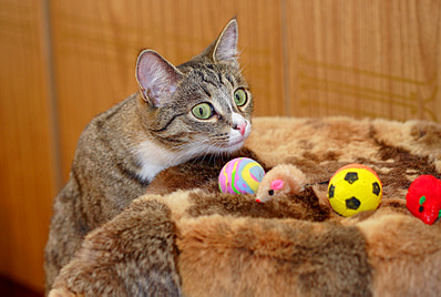 click for enlarge 1795 X 1205 218.4 Kb picture