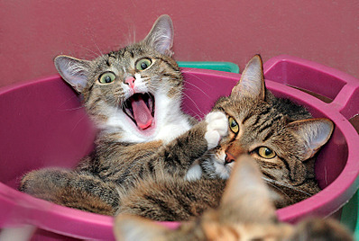 click for enlarge 1795 X 1205 315.0 Kb picture